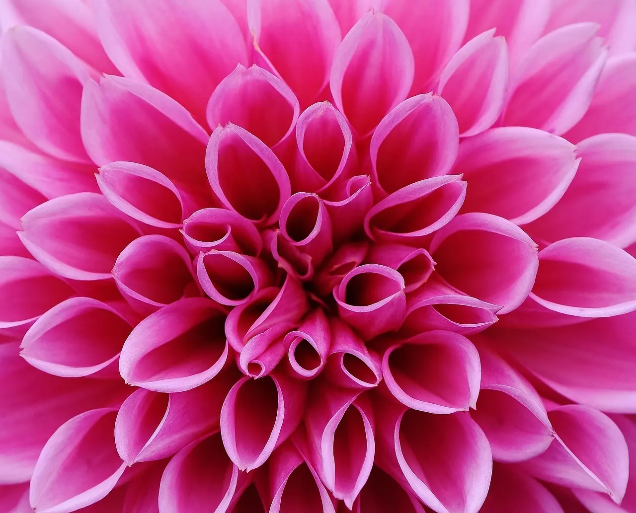 Pink dahlia i haven