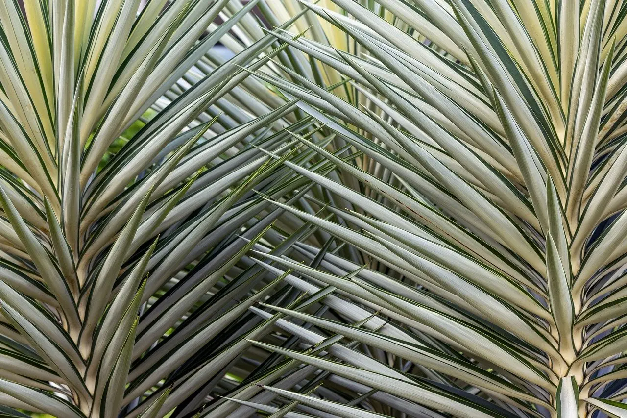 Planter som interiør: Grønne statement-stykker og let pleje